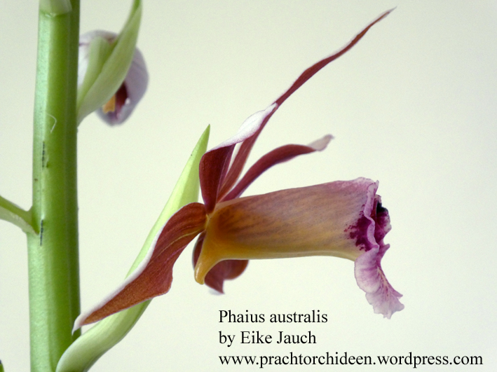 Phaius australis 3 by Eike Jauch